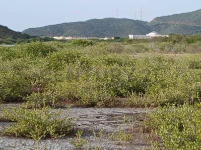 TERRENO EN VENTA. CERCA DE PLAYA ZARAGOZA. PEDROGONZALEZ.ISLA DE MARGARITA. - Photo 1