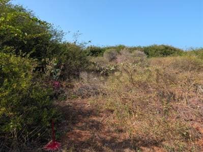 Terreno en el Cardón ideal para desarrollo de proyecto en Antolín del Campo - Photo 6